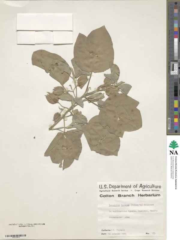 Gossypium incanum