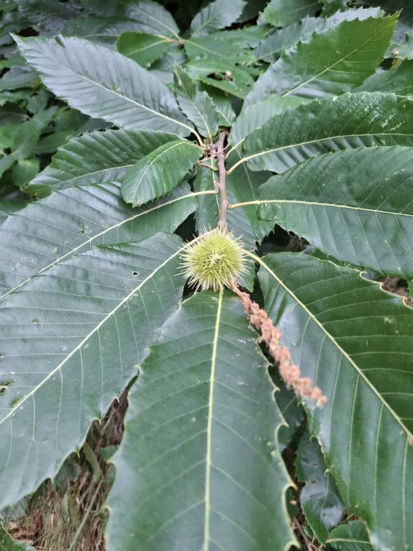 Sweet chestnut
