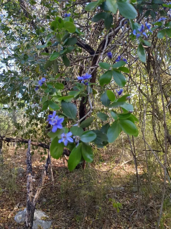 Lignum vitae