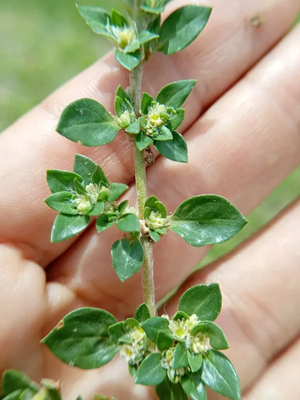 Brayulinea densa