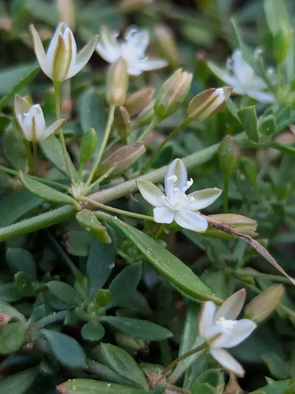 Glinus oppositifolius