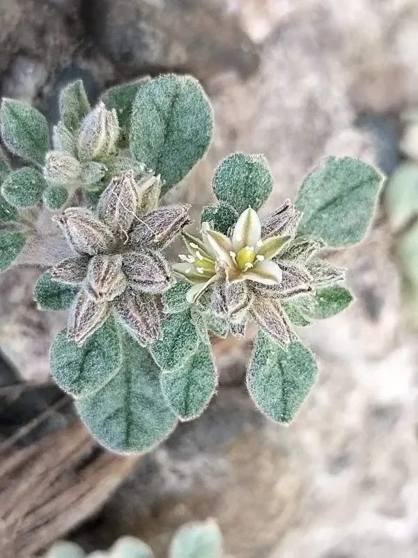 Glinus radiatus