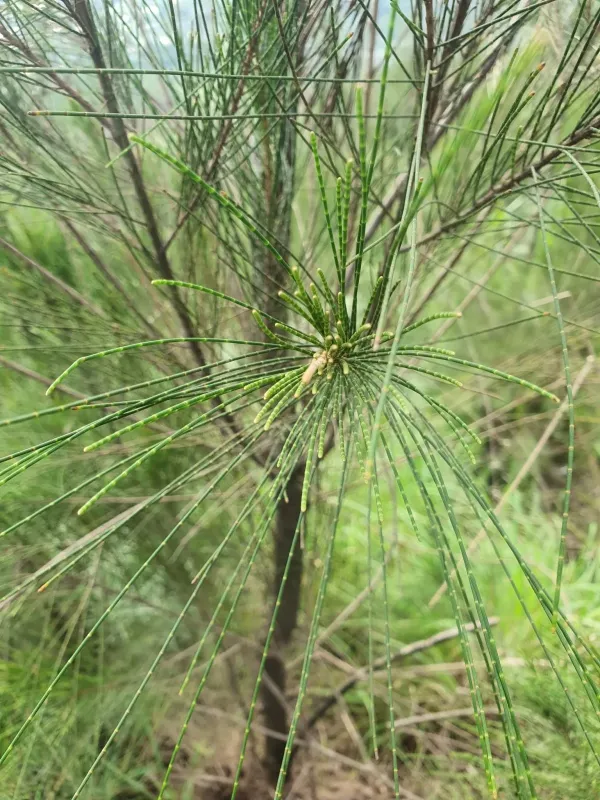 Casuarina junghuhniana