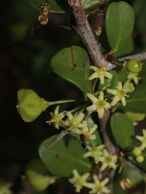 Gymnosporia emarginata