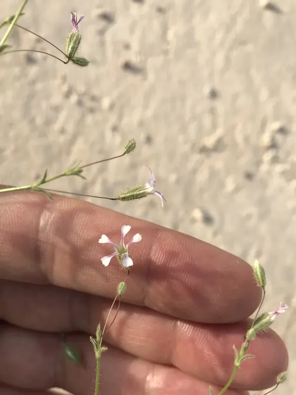Hairy gypsophila