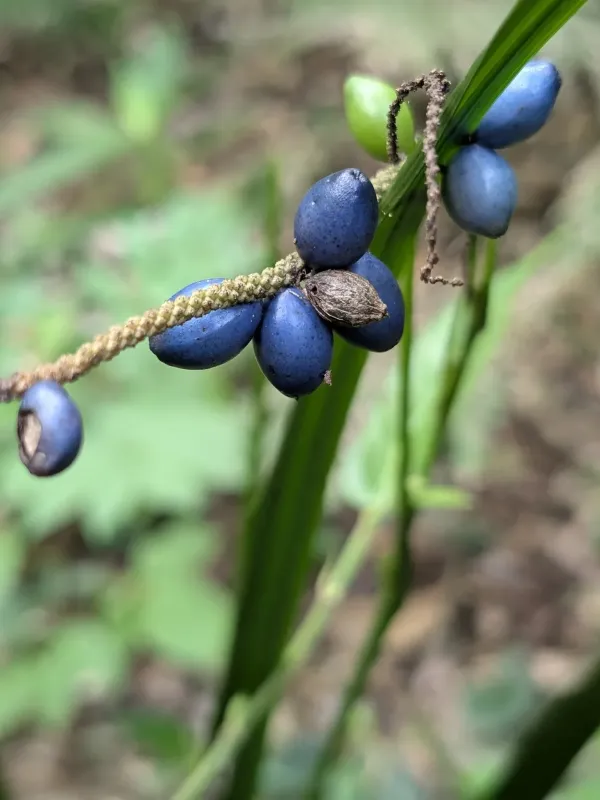 Gymnostachys anceps