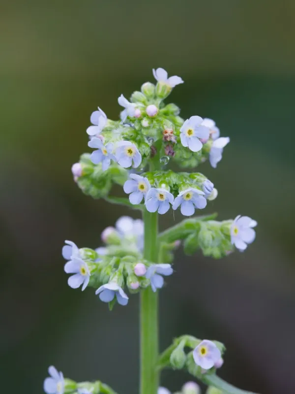 Hackelia floribunda