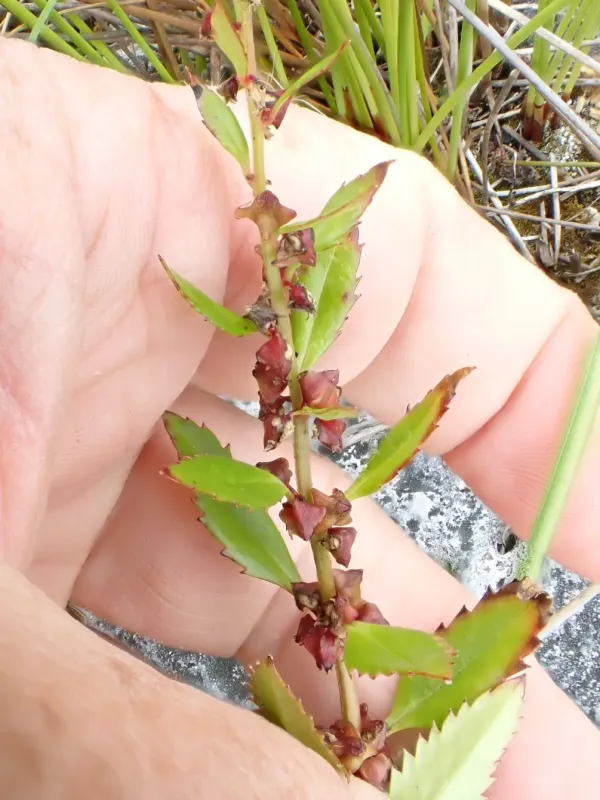 Haloragis erecta