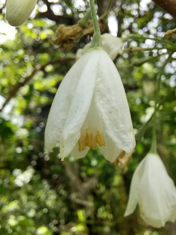 Halesia