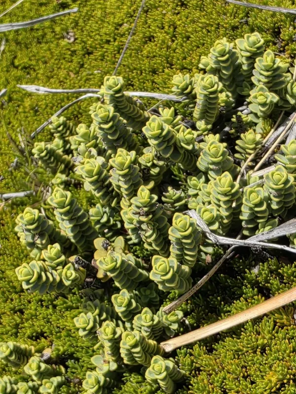 Veronica buchananii