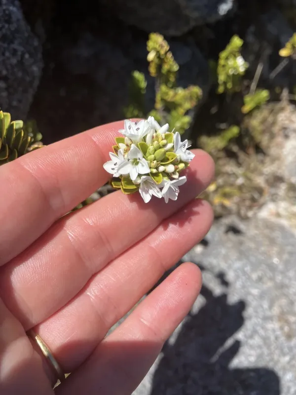 Veronica canterburiensis