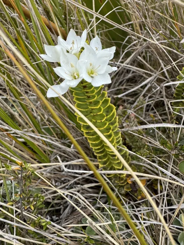 Veronica macrantha