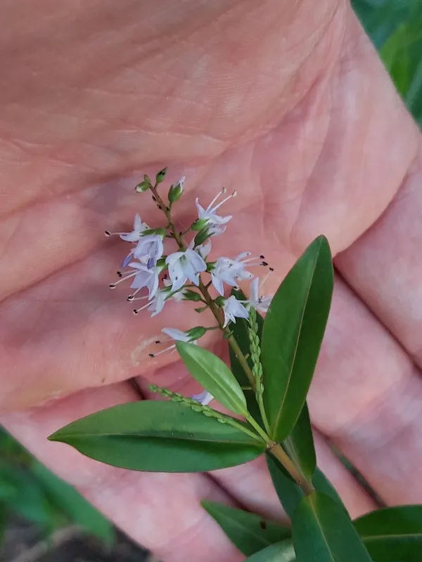 Veronica ligustrifolia