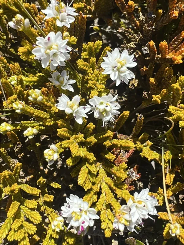 Veronica tetragona