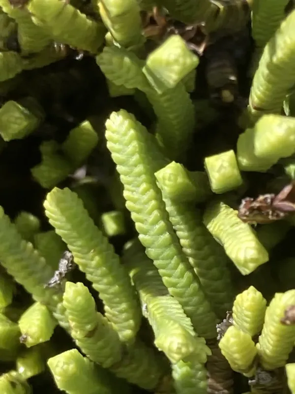 Veronica tetrasticha