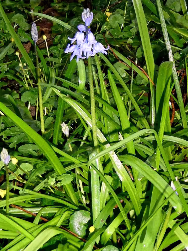 Hyacinthoides non-scripta