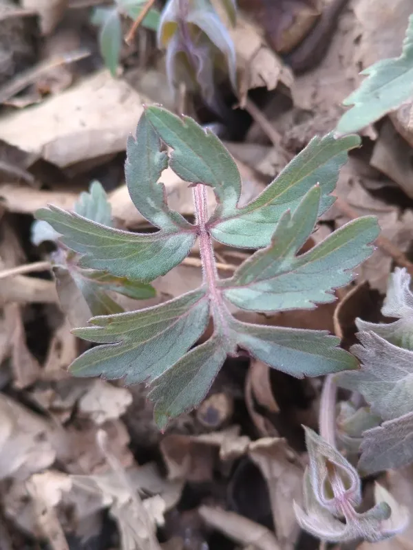 Virginia waterleaf
