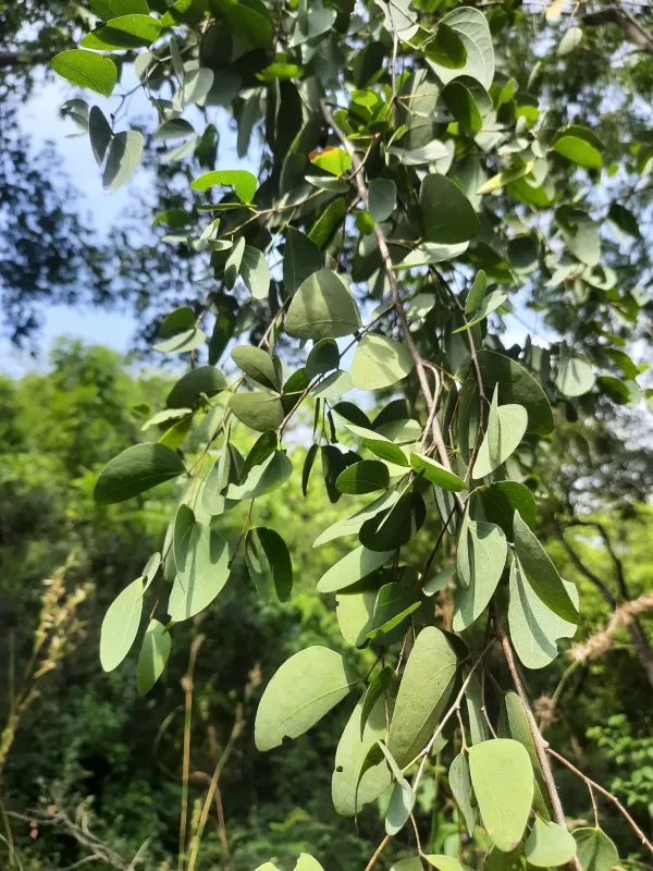 Hardwickia binata