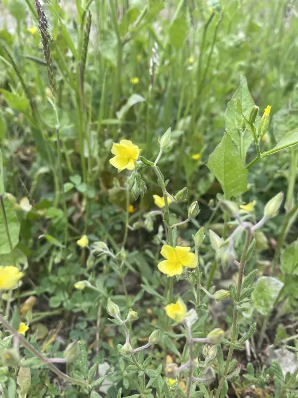 Willow-leaved rockrose