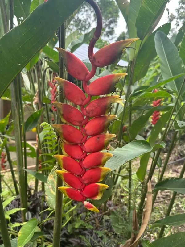 Hanging lobster claw