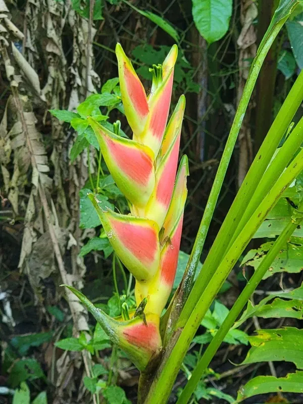 Heliconia wagneriana