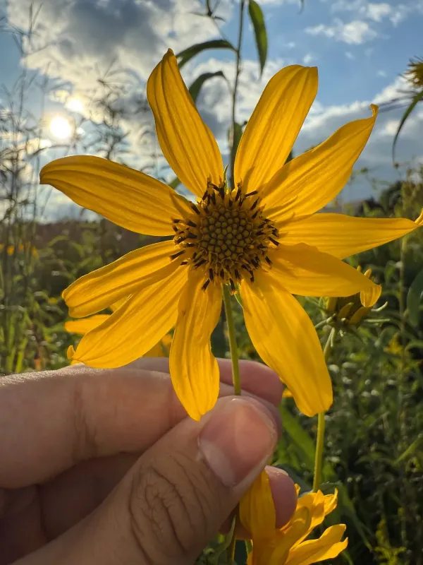 Sawtooth sunflower