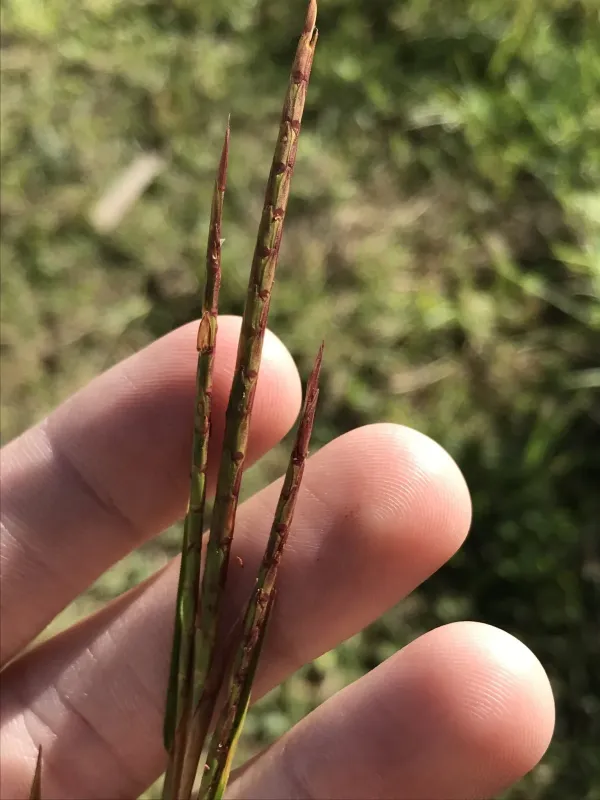 Limpograss