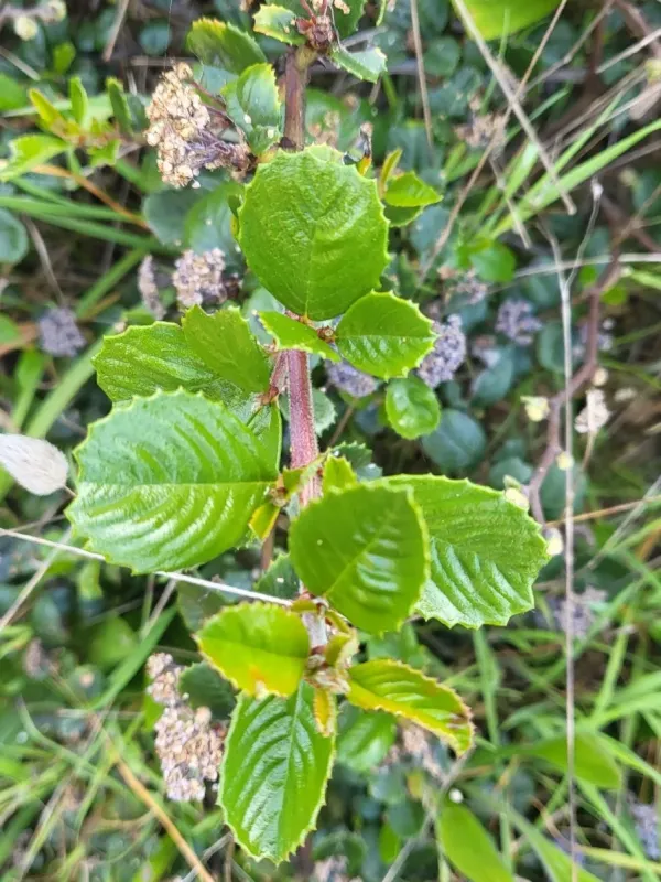 Hybrid Ceanothus