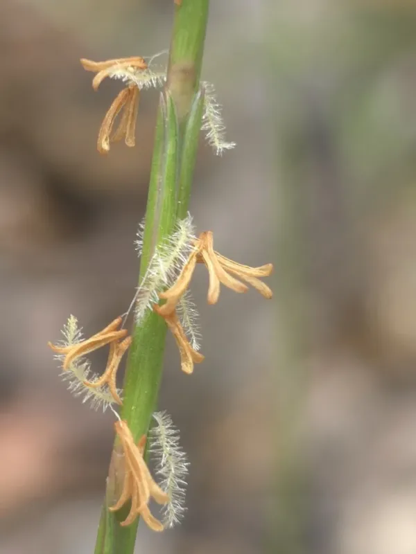 Hemarthria uncinata