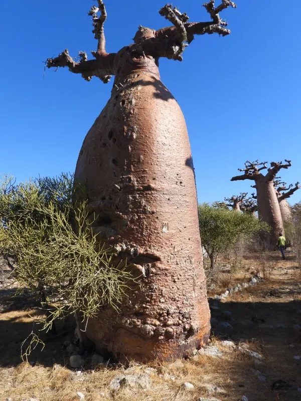 Adansonia grandidieri