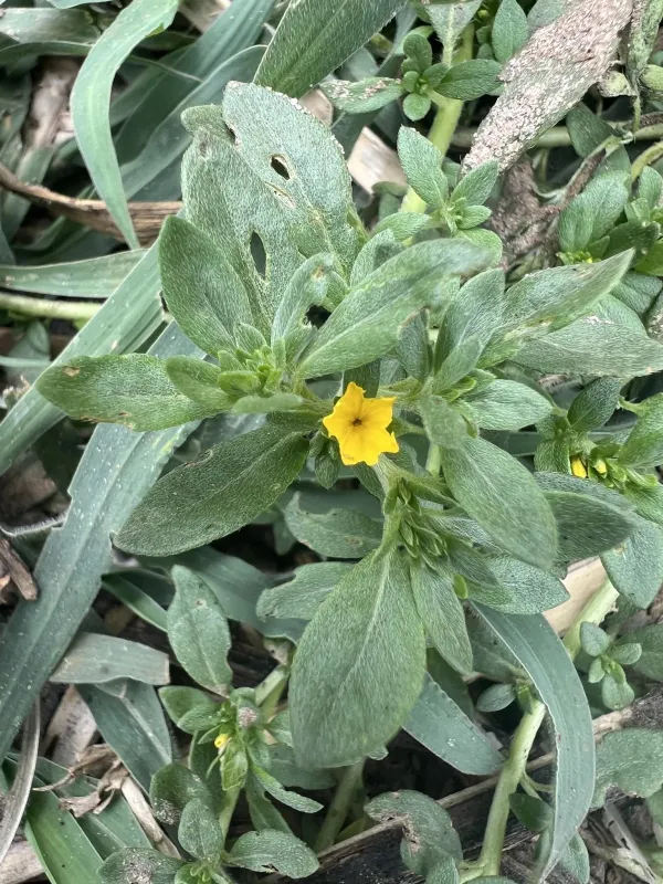 Heliotropium baclei