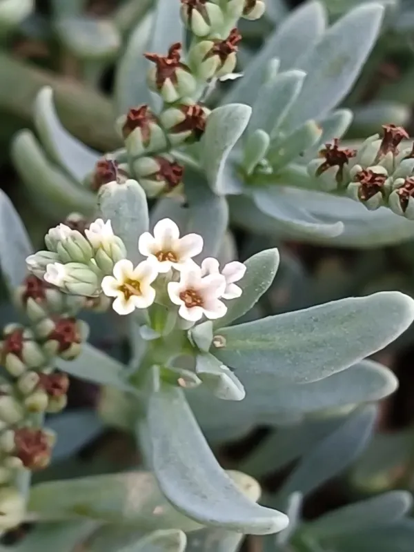 Heliotropium curassavicum