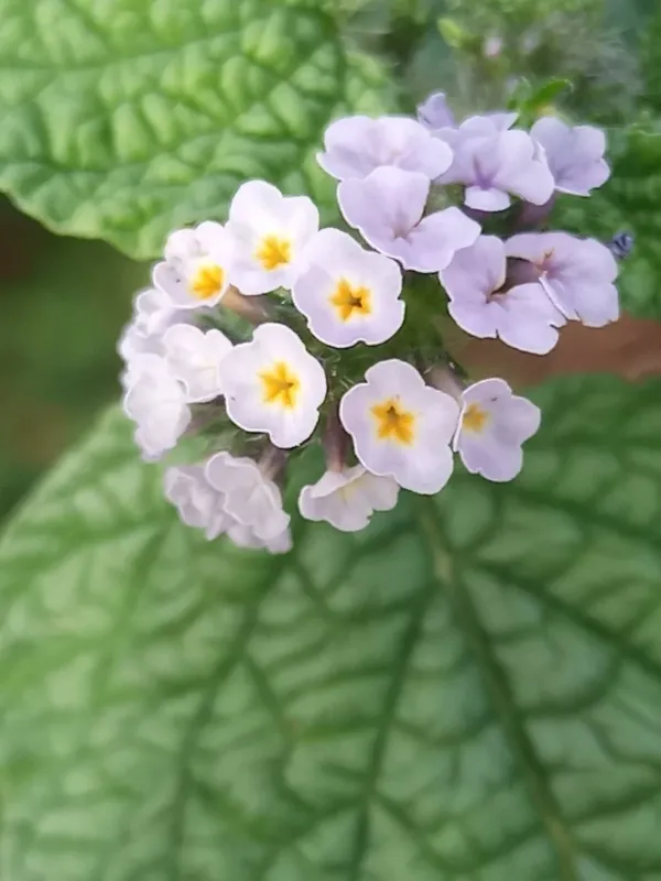 Heliotropium elongatum