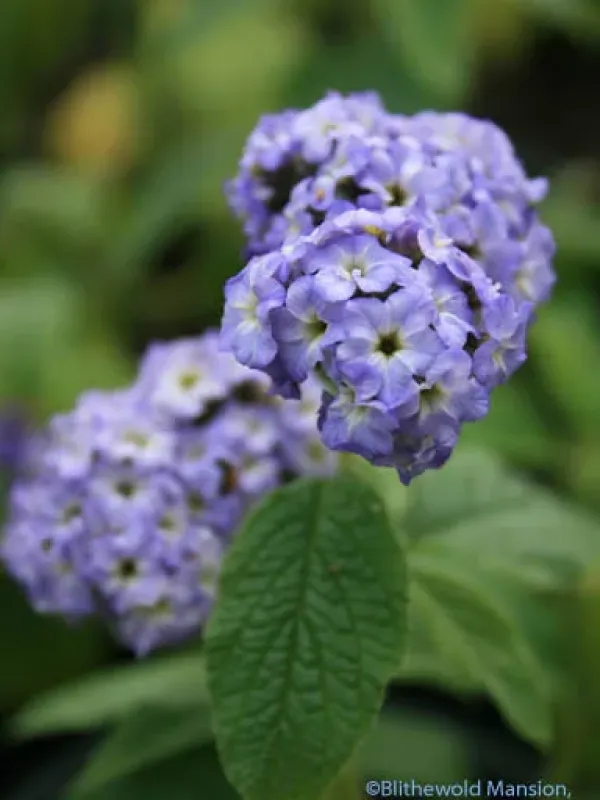 Heliotropium fruticosum