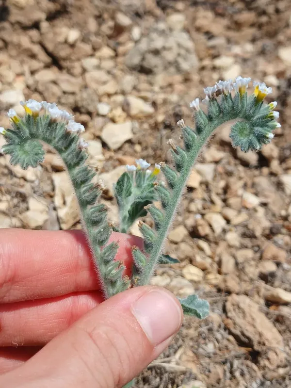 Heliotropium hirsutissimum