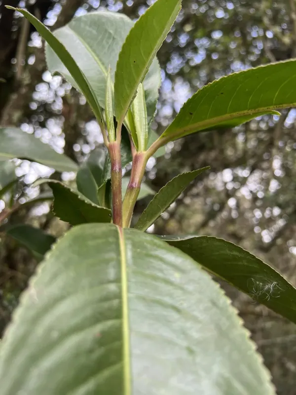 Hedyosmum bonplandianum