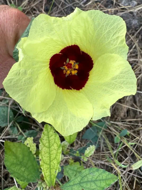 Lemon-leaf hibiscus