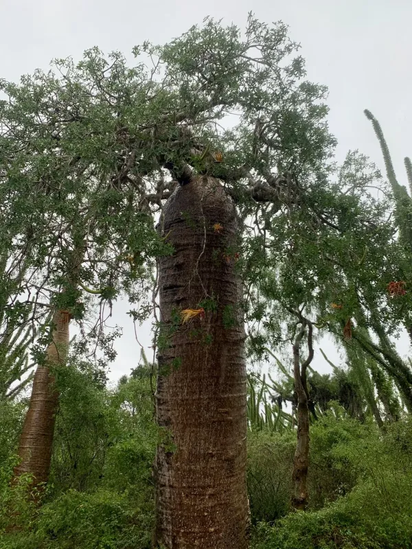 Adansonia fony
