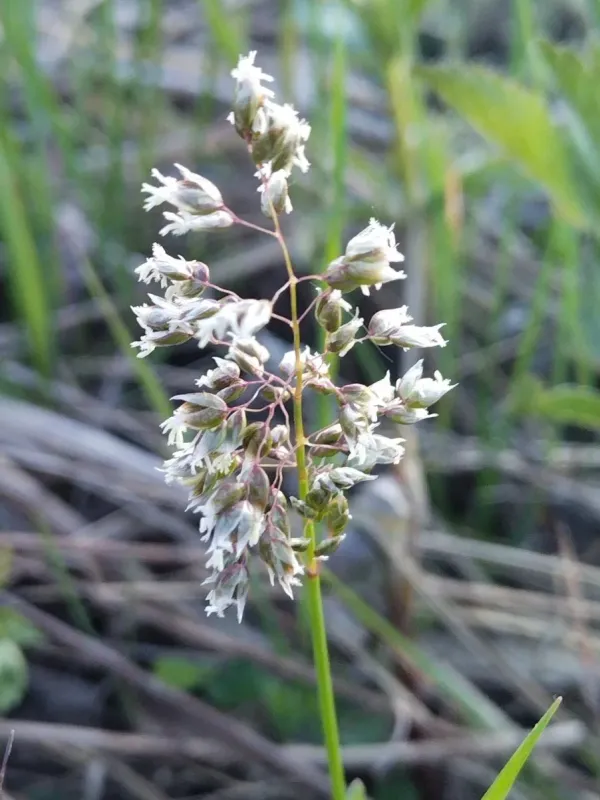 Hierochloe glabra