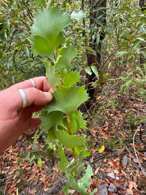 Hakea baxteri