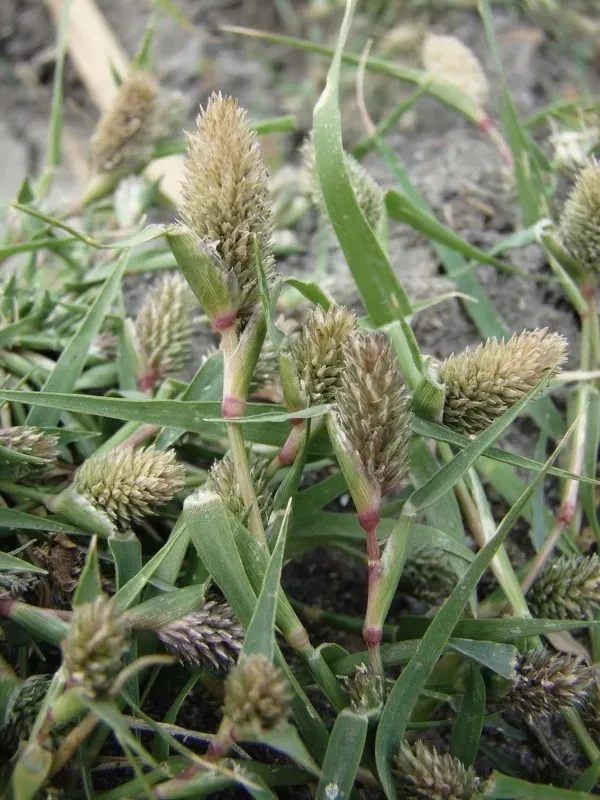 Crypsis schoenoides