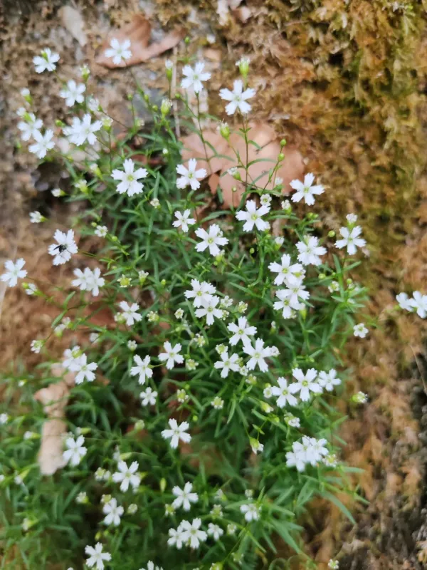 Heliosperma