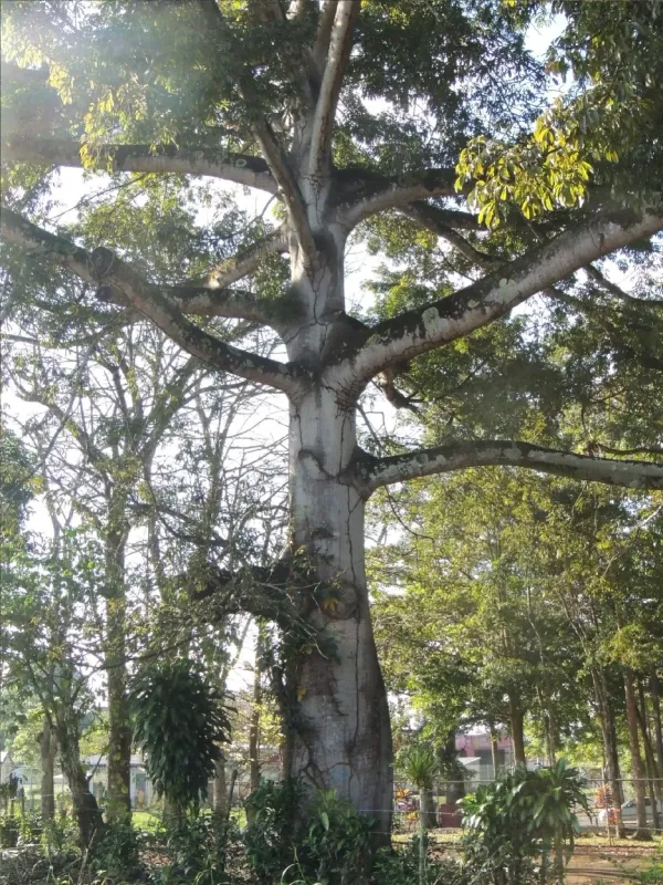 Ceiba pentandra