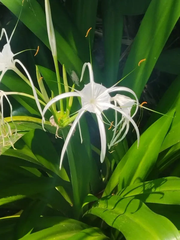 Beach spider lily