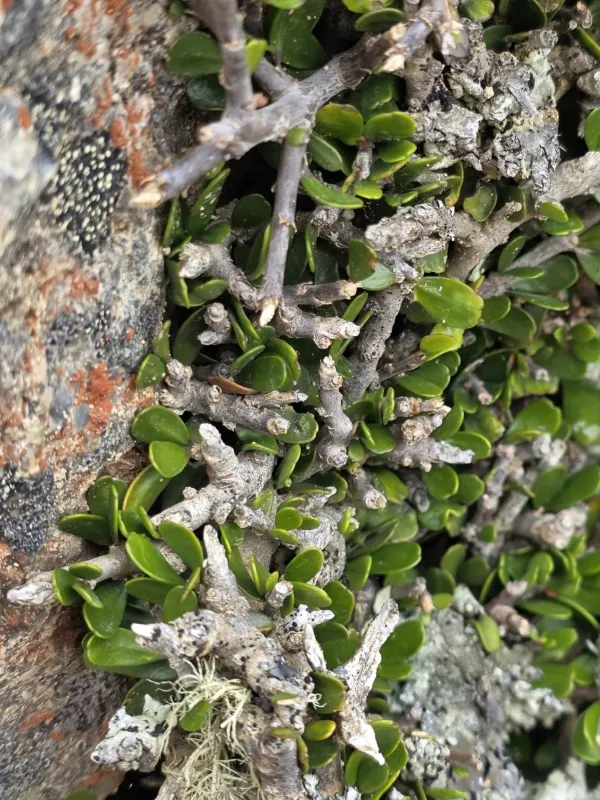 Hymenanthera