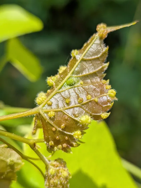 Grape phylloxera