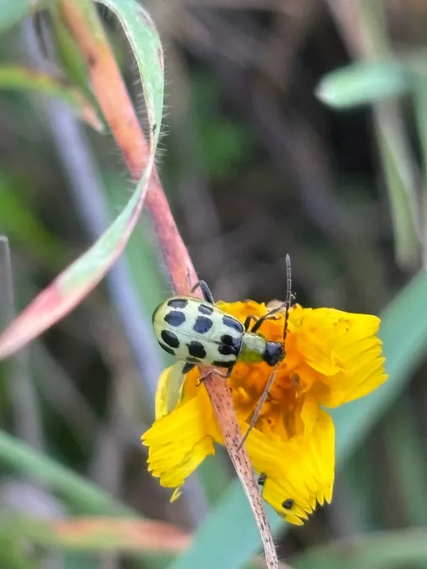 Leaf beetles