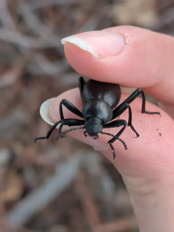 Darkling beetles