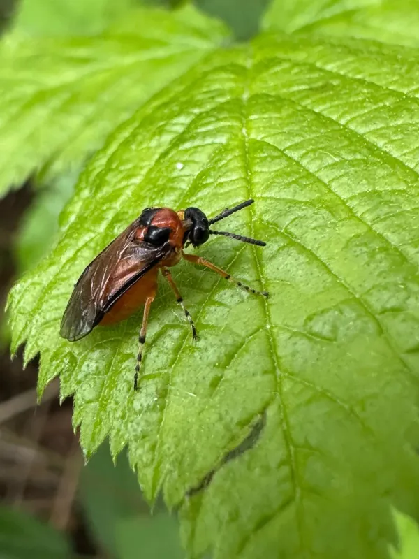 Turnip sawfly