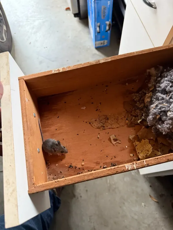 House mouse